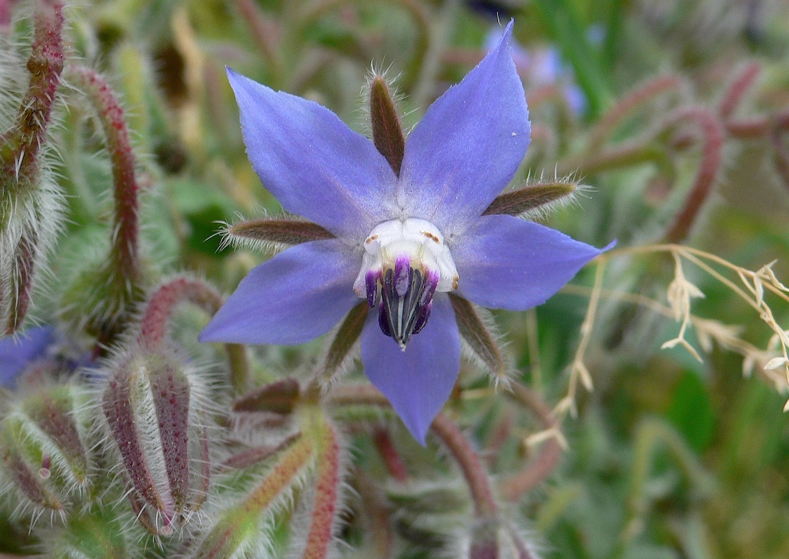 Borago officinalis